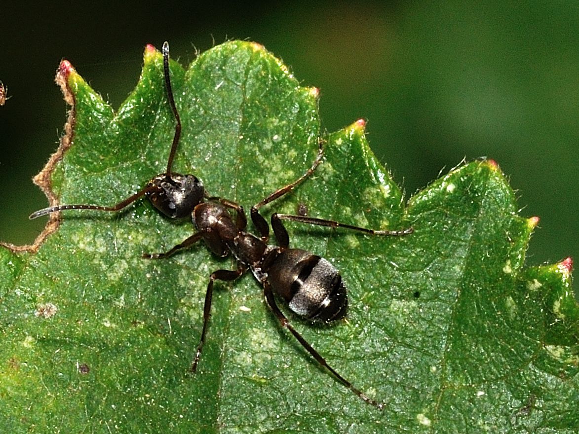 Tapinoma sp. Formica sp. e Anthaxia su un fiore